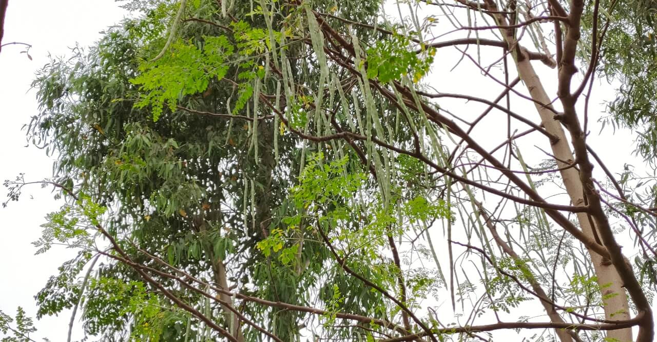 সিরাজগঞ্জে পতিত জমিতে সজিনার বাম্পার ফলন