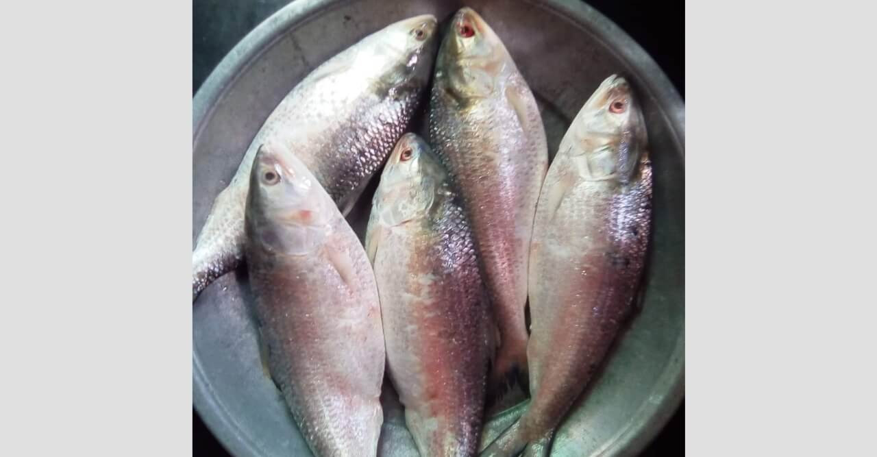 প‌হেলা বৈশা‌খে ইলিশ‌কে ‘না’ ব‌লি
