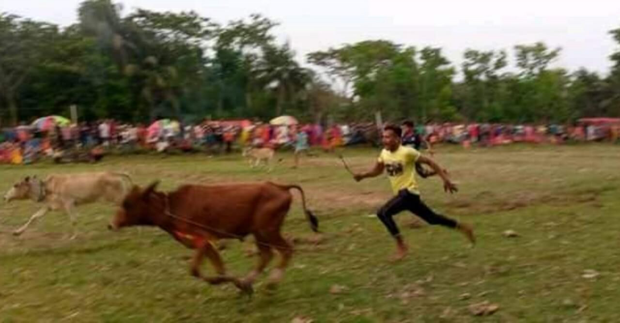 নববর্ষ  উপলক্ষ্যে  ঐতিহ্যবাহি  গরুর দৌড় প্রতিযোগিতা অনুষ্ঠিত ।