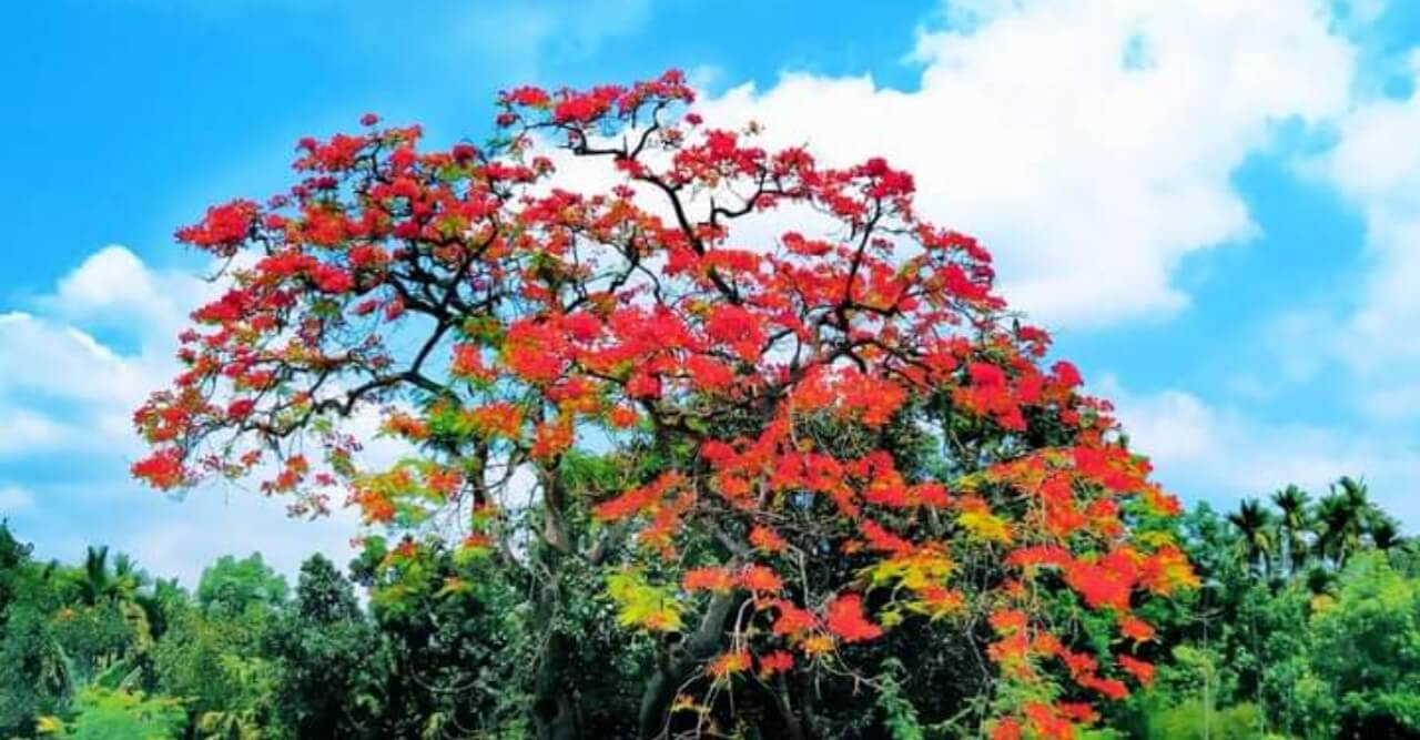 কৃষ্ণচূড়ার রঙে আগুন লেগেছে প্রকৃতিতে