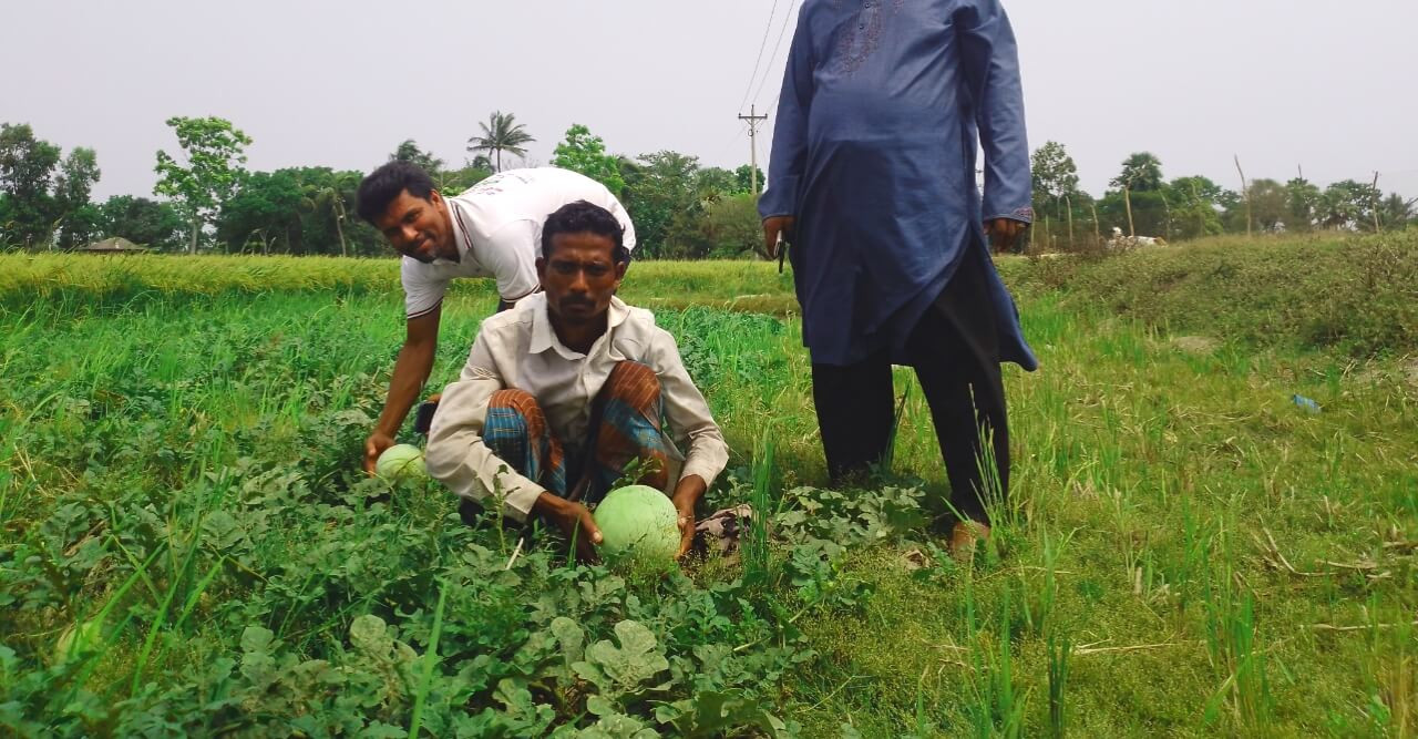স্বপ্নের সোনালী ফসলে সেঁজেছে মাঠ, হাসি কৃষকের মুখে