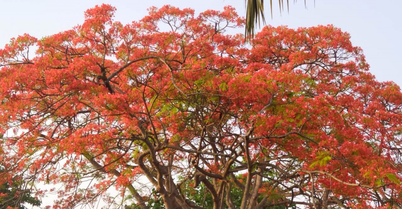 প্রকৃতিতে কৃষ্ণচূড়ার লালের ছটা