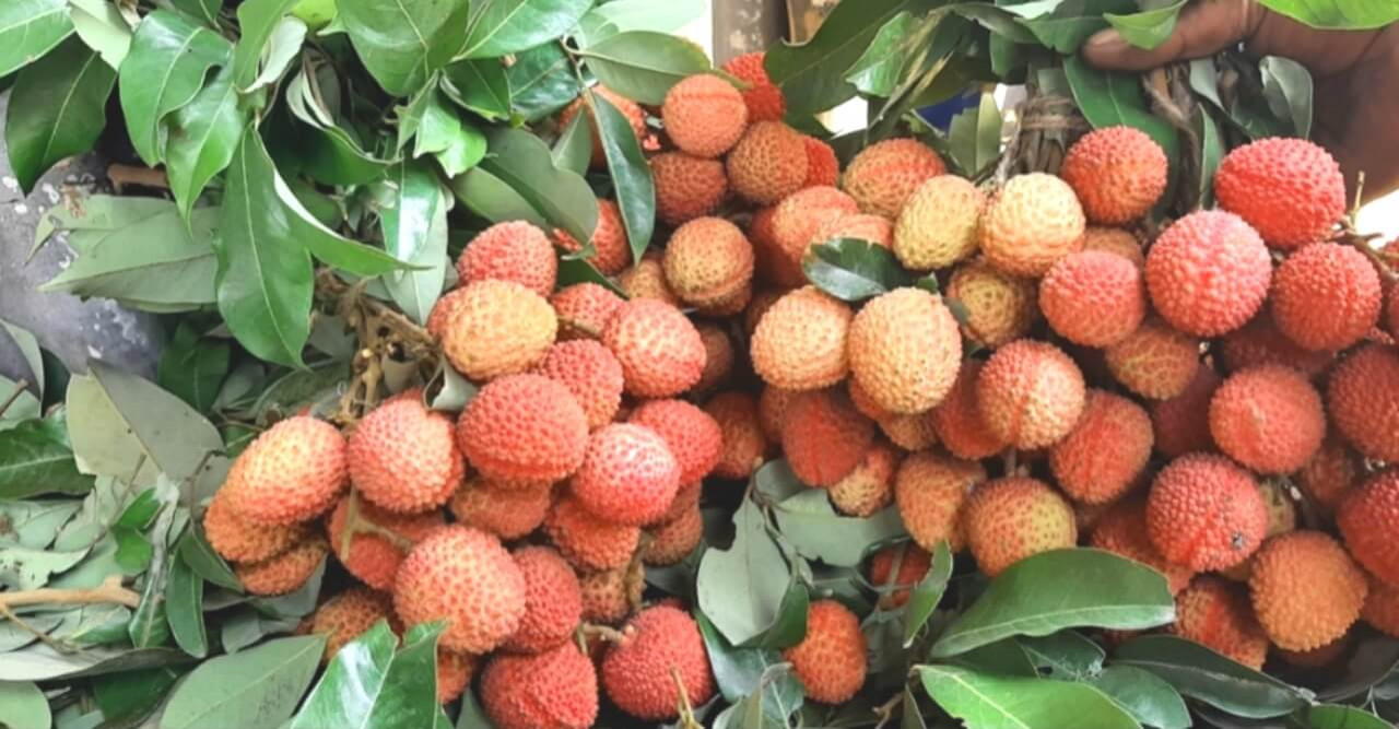 বাজারে উঠতে শুরু করেছে রসালো ফল লিচু