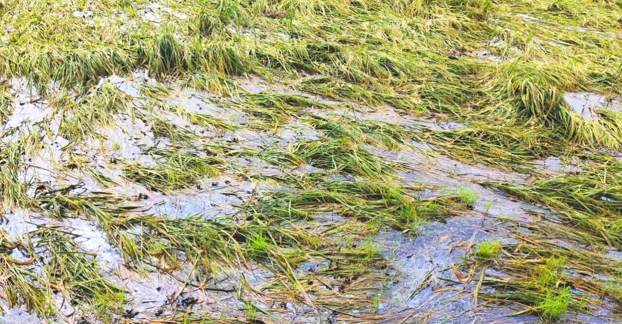 ধানের ব্যাপক ক্ষতিতে কৃষকের মাথায় হাত