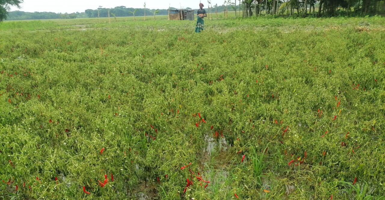 অসময়ের বৃষ্টিতে রবি শস্যের ব্যাপক ক্ষতি