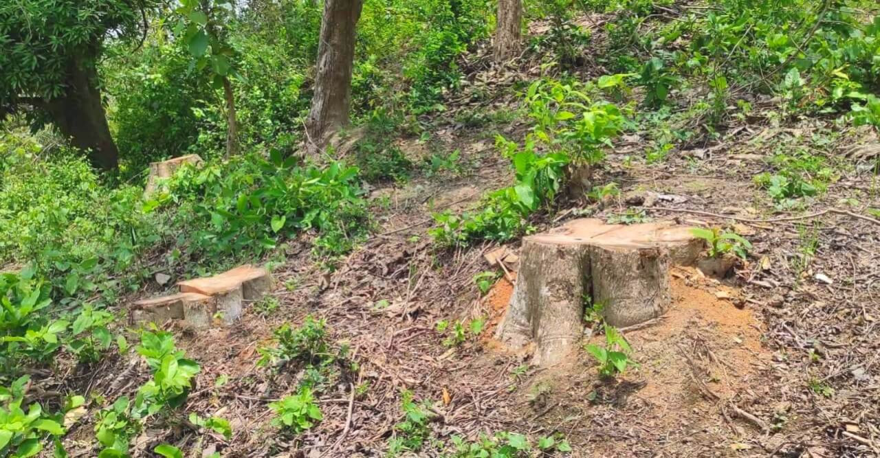 ধোপাছড়িতে সেগুন বাগান নিধনের মহোৎসব