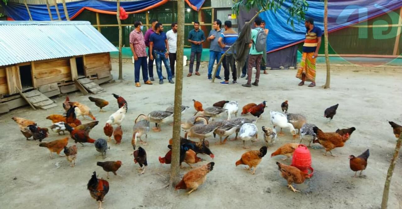 ভোলায় দেশীয় পোল্ট্রি পালন ও বাজার সম্প্রসারন প্রকল্পটি পরিদর্শন