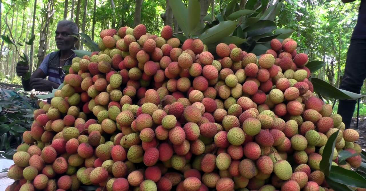 সোনা খাঁনের লিচুর খ্যাতি দেশব্যাপি, লাভ ৬ লাখ
