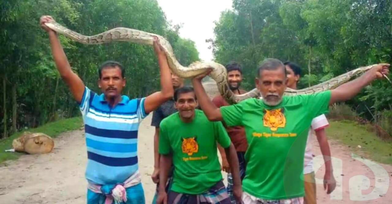 হাঁসের ঘর থেকে ১২ ফুট লম্বা অজগর উদ্ধার