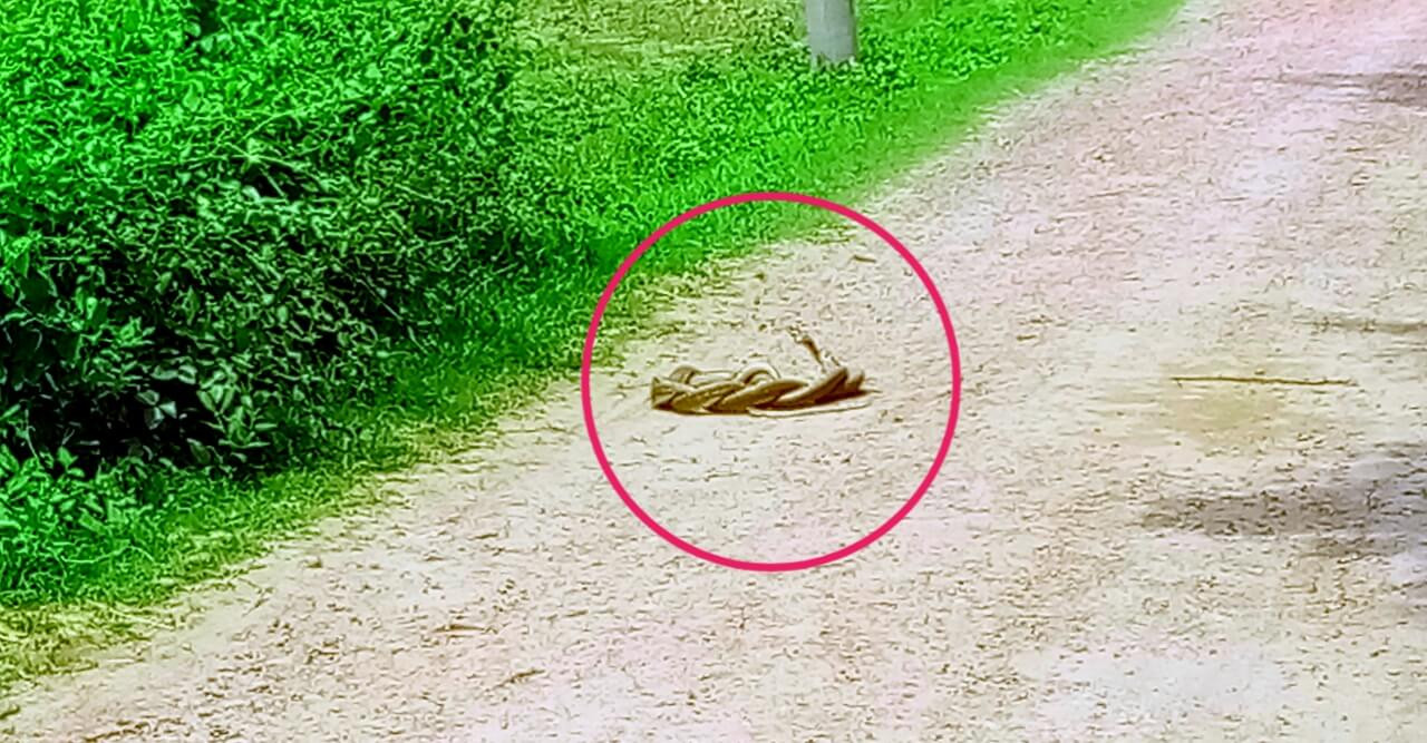 সাপের যৌনমিলনে এক ব্যতিক্রমী ‘যুদ্ধ নাচ’ (ভিডিও)