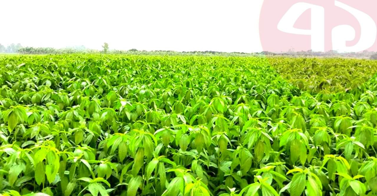 সোনালী আঁশে স্বপ্ন দেখছেন কৃষকরা