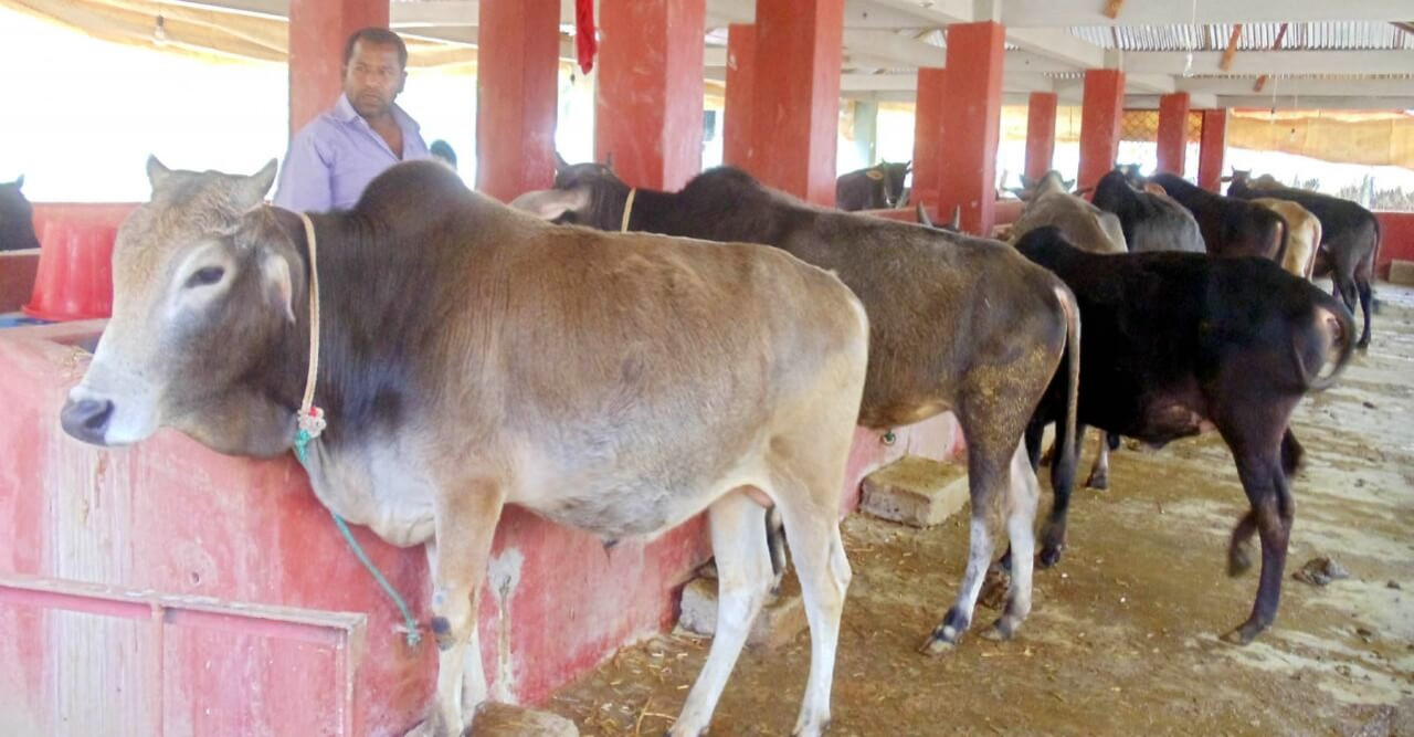 নড়াইলে বন্যার কারণে কোরবানীর পশু নিয়ে দুশ্চিন্তায় খামারিরা