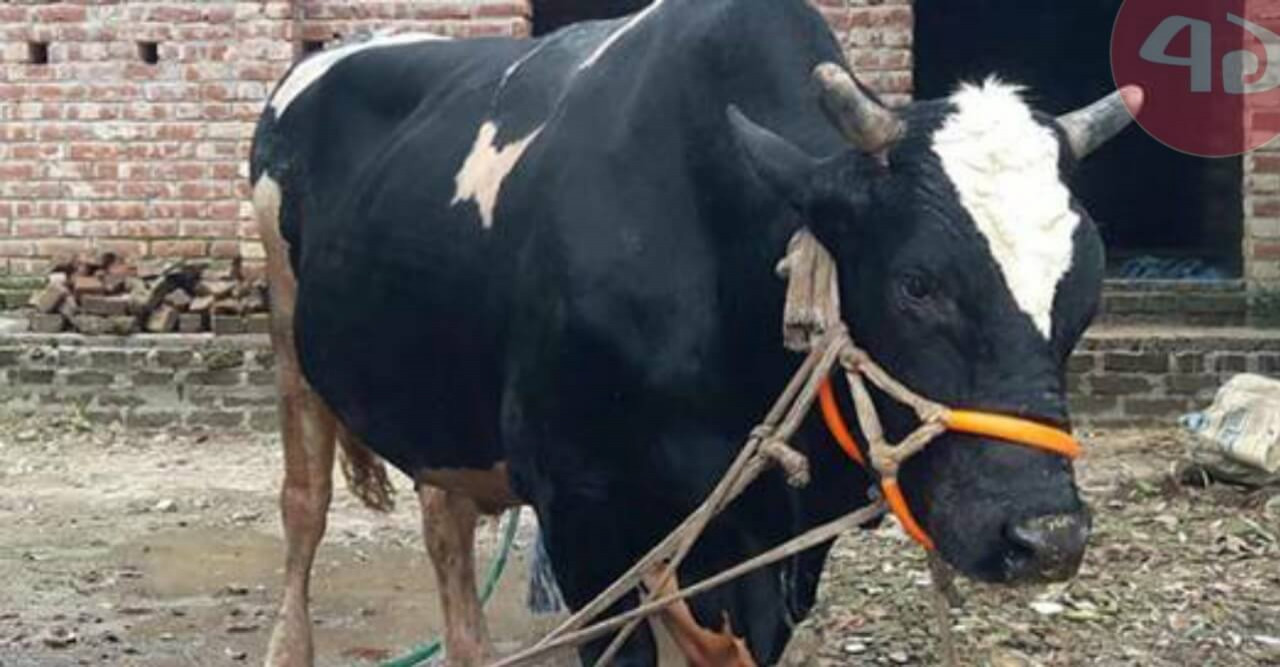 বিশাল ওজনের রাজা ও মহারাজার জন্য দিনাজপুর কাঁপছে