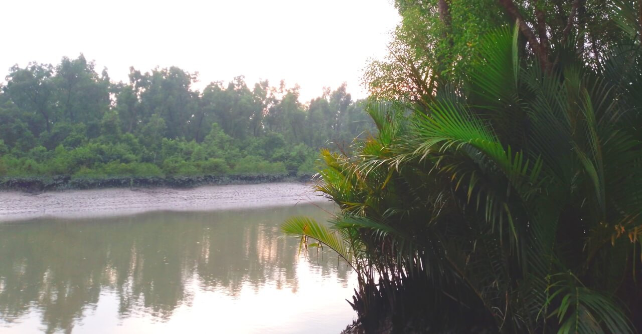 বাংলার মা সুন্দরবনের গাছপালা প্রকৃতির এক অনন্য বিস্ময়