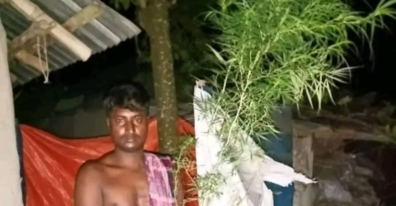 নন্দীগ্রামে কাঁচা টয়লেটে গাঁজার চাষ, গ্রেফতার ১