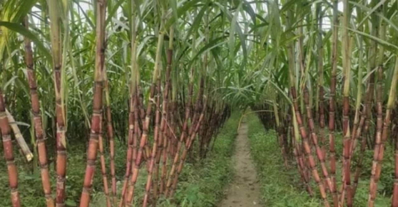 চন্দনাইশে আখচাষে বাম্পার ফলন