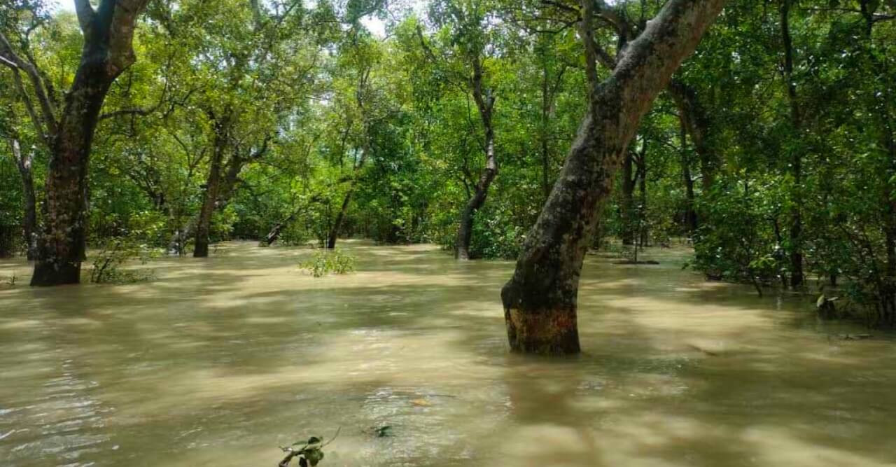 নিম্নচাপ, জোয়ারে প্লাবিত হচ্ছে সুন্দরবন