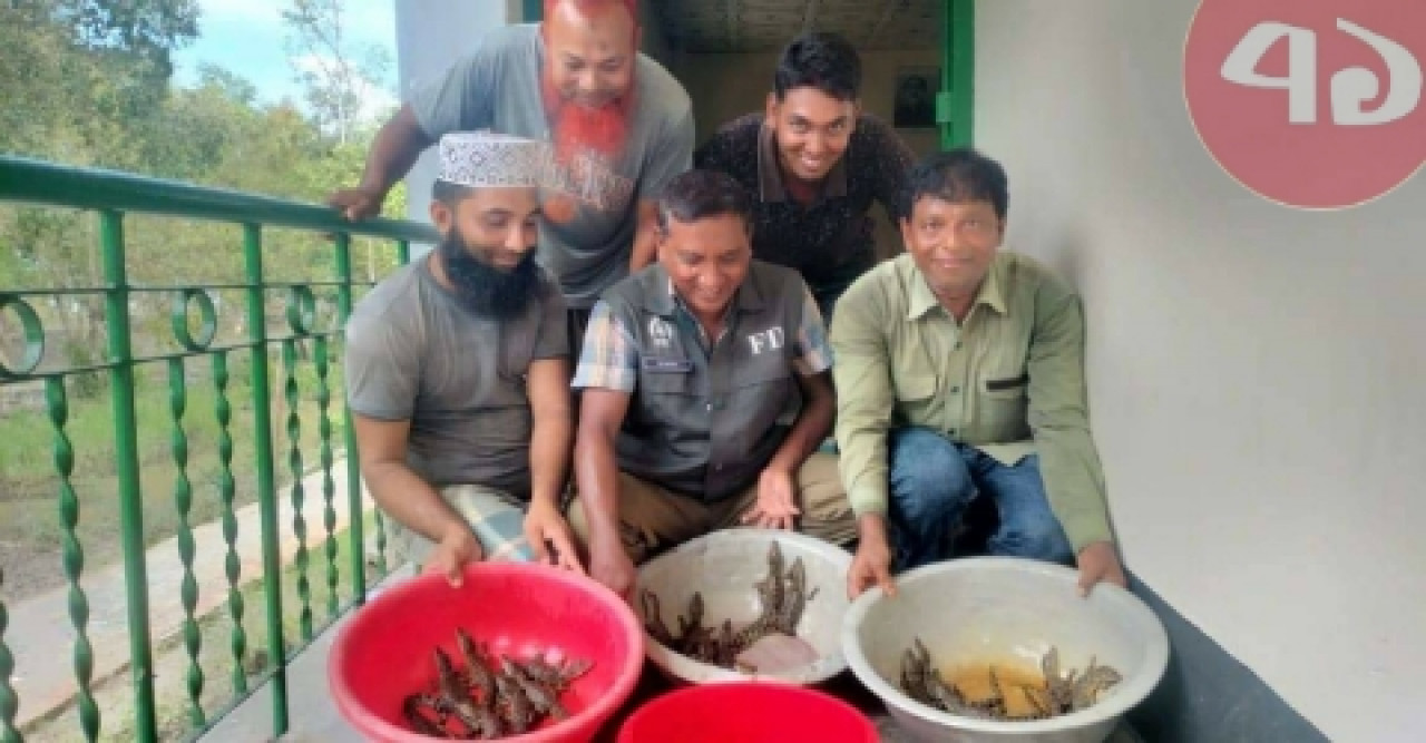 প্রথমবারের মত শতভাগ ডিম ফুটে বের হলো কুমির ছানা