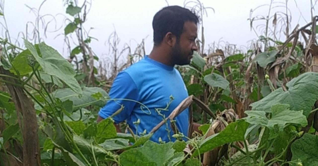 ভুট্টার ডাঁটা ব্যবহার হচ্ছে ঝিঙের খুঁটিতে