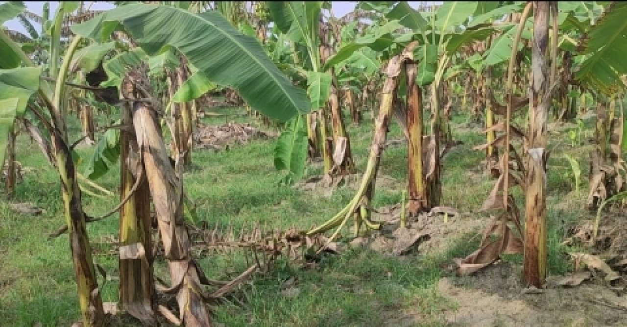 কলা বাগান মালিক কে হাত কেটে নেয়ার হুমকি