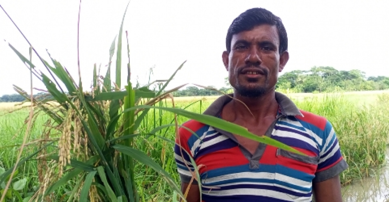 বরগুনায় আউশের ফলনে কৃষকের মুখে হাসি