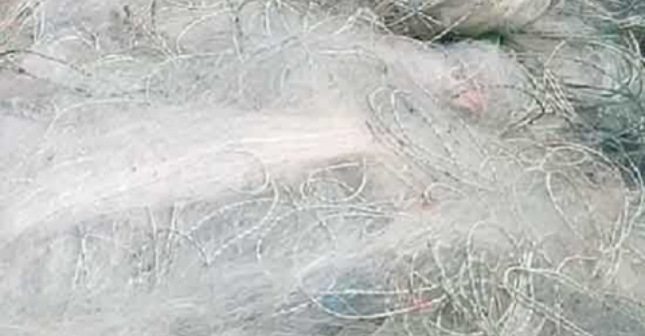 নিষিদ্ধ ম্যাজিক জালে মাছশূন্য হচ্ছে নদী-খাল-বিল