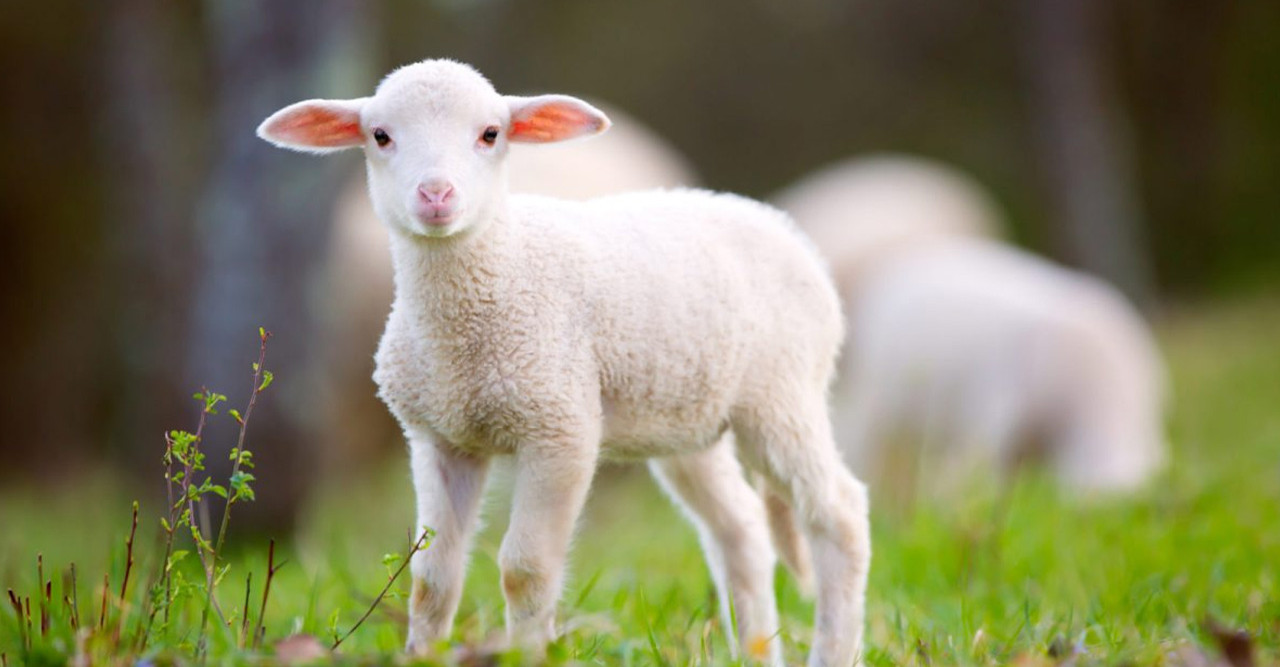 মালাকুল মাওত কি প্রাণীদেরও রুহ কবজ করেন? কোরআন–হাদিসে এর ব্যাখ্যা