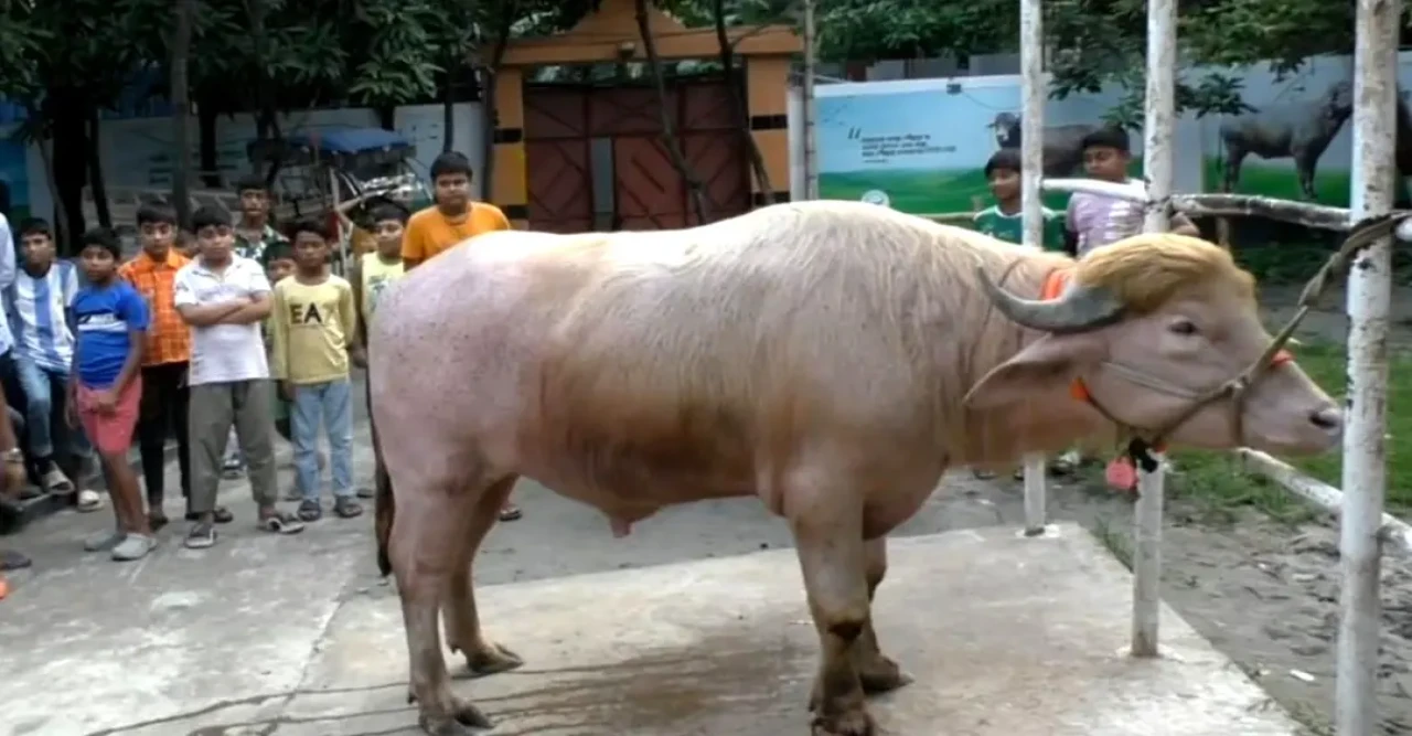 নারায়ণগঞ্জে ভাইরাল ‘ডোনাল্ড ট্রাম্প’, গোলাপি মহিষ দেখতে ভিড় দর্শনার্থীদের