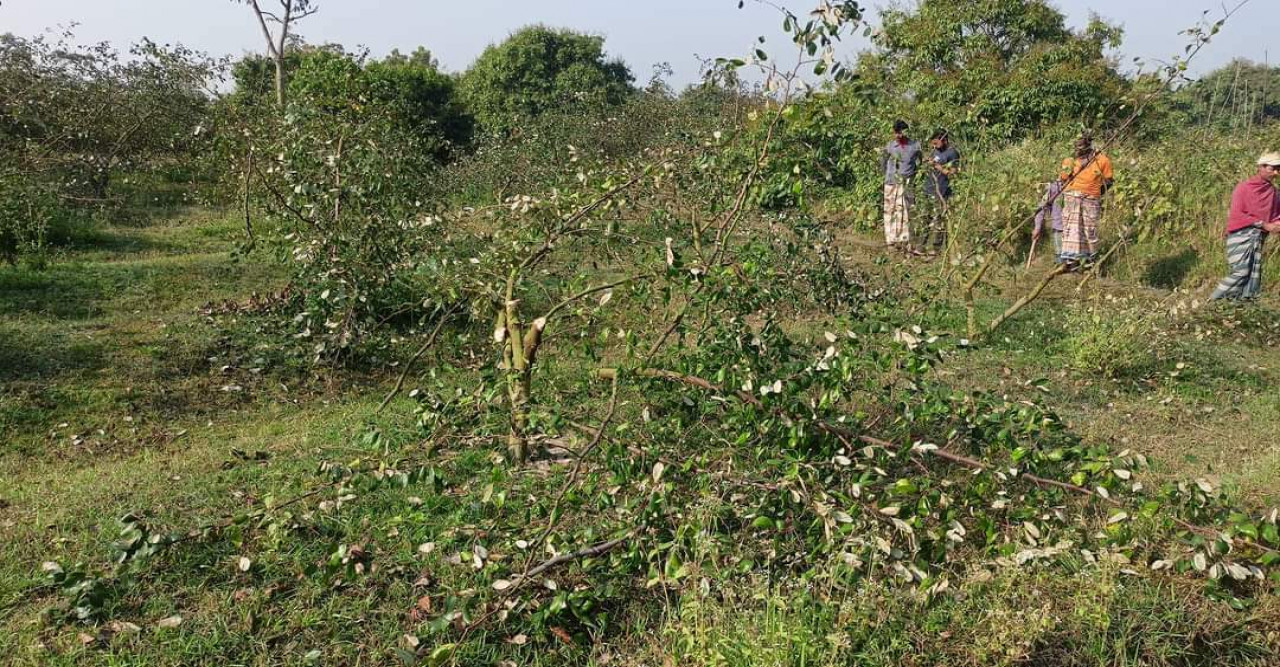 গুরুদাসপুরে শত্রুতা করে বরই বাগান ধ্বংস