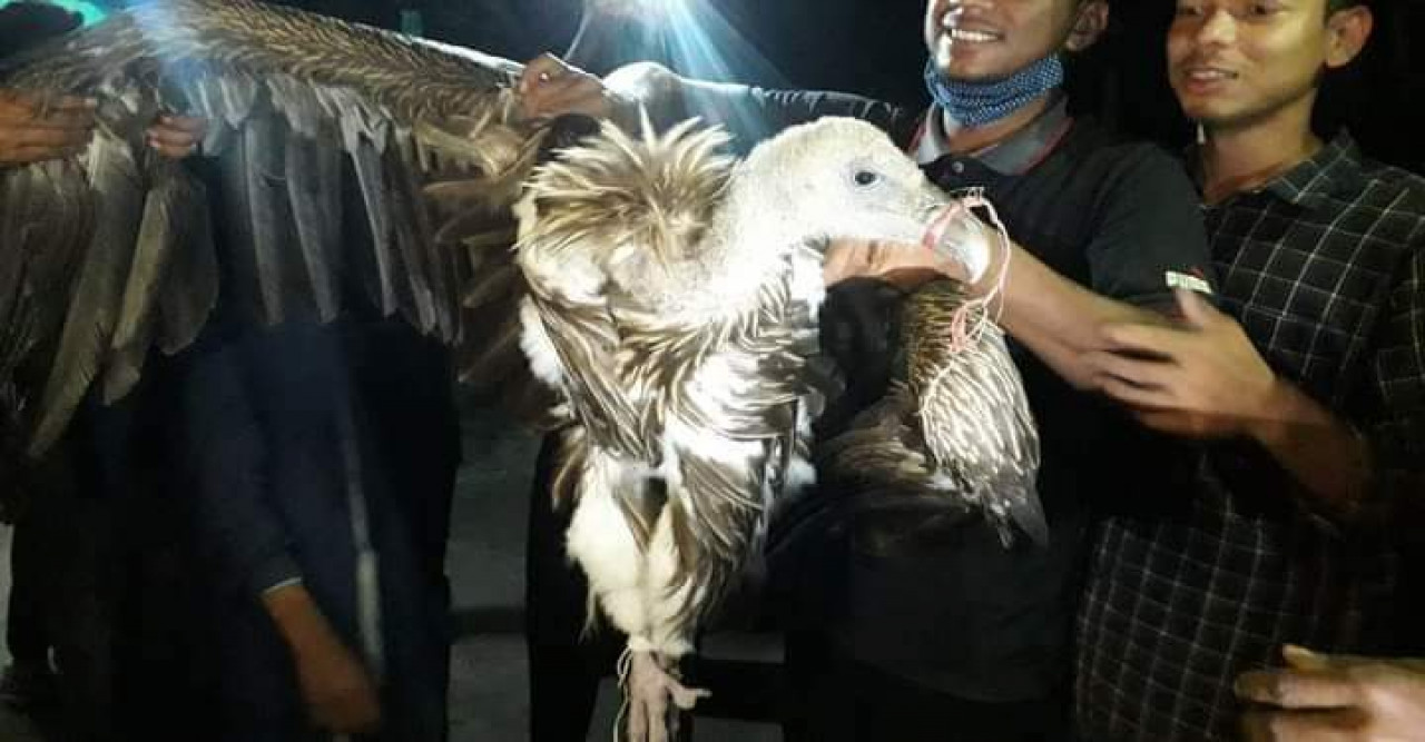 ঠাকুরগাঁওয়ে বিরল প্রজাতির শকুন উদ্ধার
