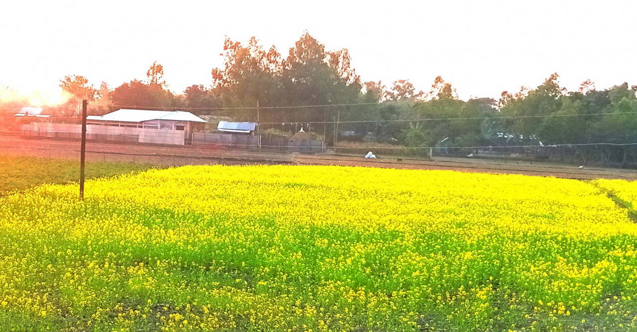 ডোমারে সরিষার বাম্পার ফলনের আশা কৃষকদের