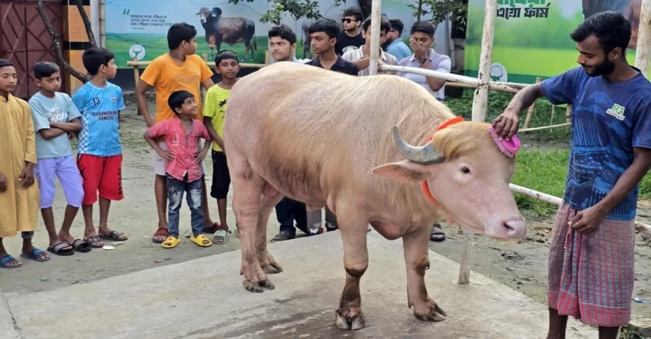 নারায়ণগঞ্জে আলোচনায় ‘ডোনাল্ড ট্রাম্প’, ৭০০ কেজির গোলাপি মহিষ বিক্রি
