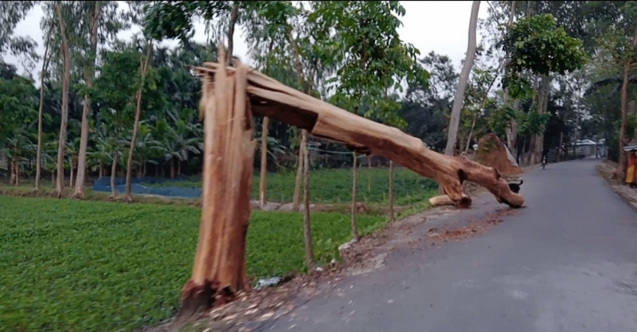 চিলাহাটিতে রাস্তার উপরে গাছ : ঝুঁকিপূর্ণ ভাবে চলাচল