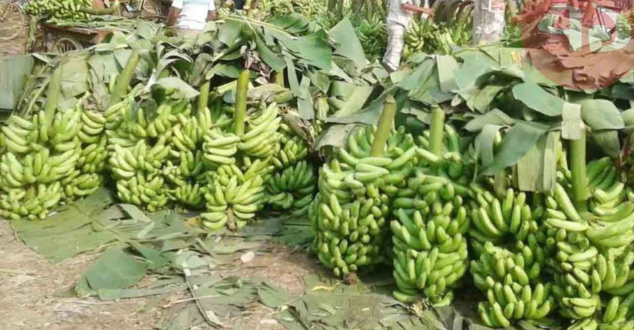 রাজশাহীতে বেড়েছে কলার উৎপাদন