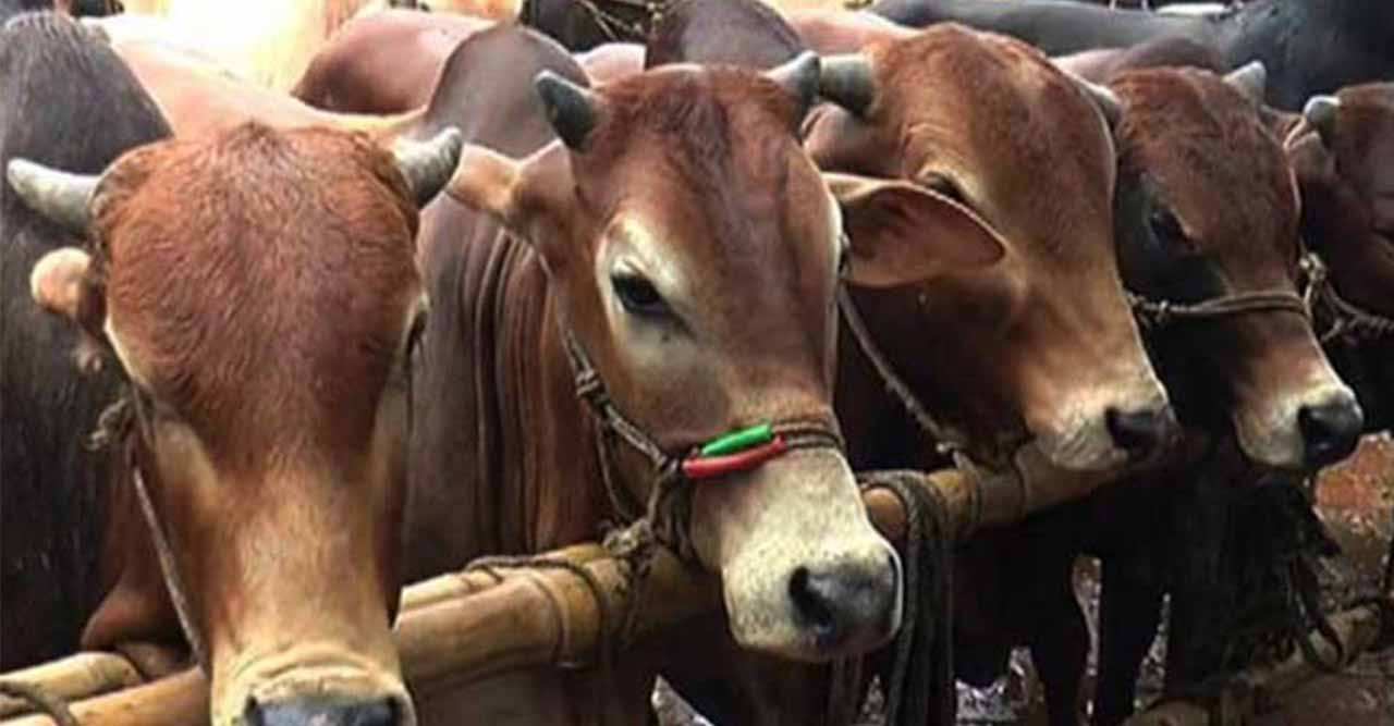 গোমস্তাপুর খামারীদের ৩৭ হাজার কুরবানীর গরু প্রস্তুত