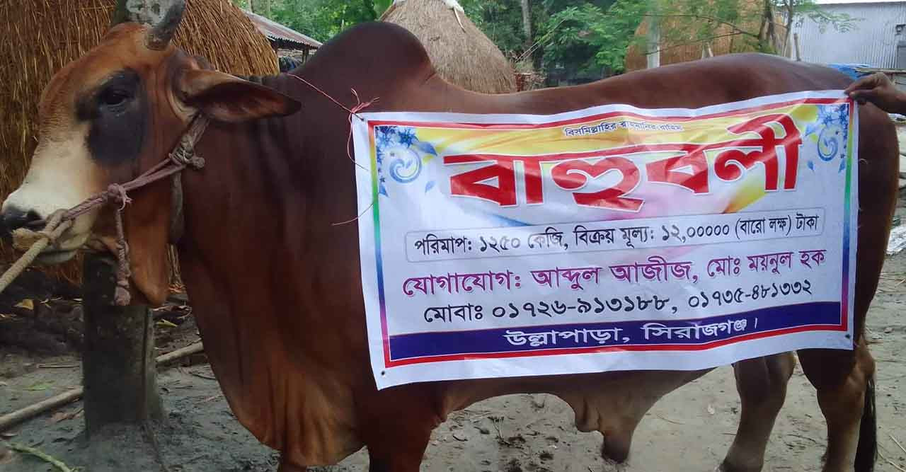 কোরবানির হাট কাঁপাবে ৩০ মণের ‘ বাহুবলী