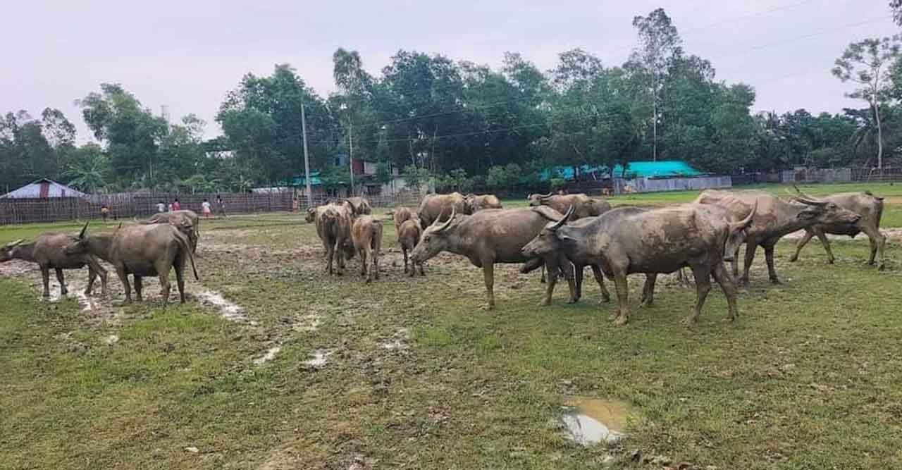 গহীন পাহাড় থেকে ২৭ টি মহিষ উদ্ধার