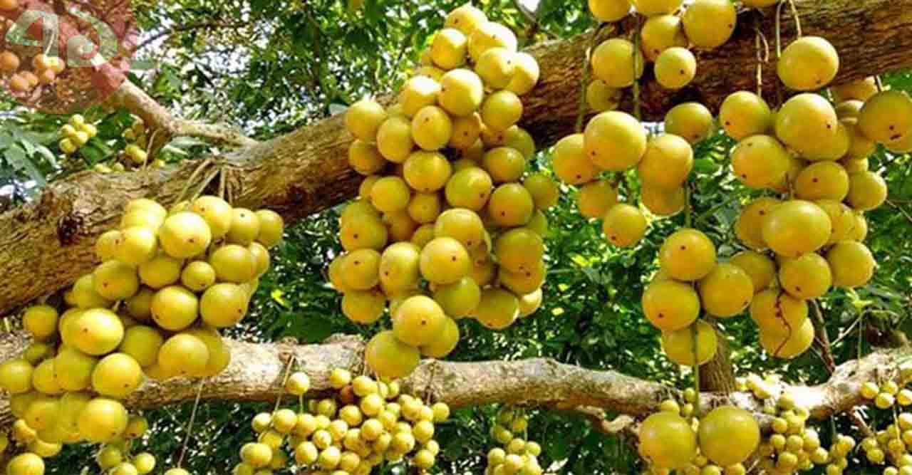 কুলিয়ারচরে লটকনের বাম্পার ফলন